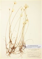 藏品(羊鬍子草屬)的圖片